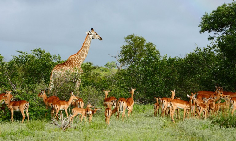 south africa giraffe