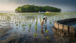 Half a Million Mangrove Trees Just Changed How Entire Coastlines Fight Climate Change