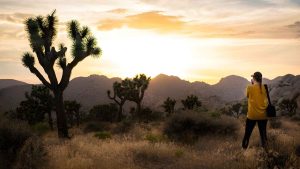 Joshua trees bloomed in October and scientists can’t explain what triggered this bizarre timing