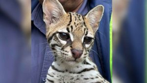 Man finds dying ocelot on roadside—what he did next saved this rare wild cat’s life