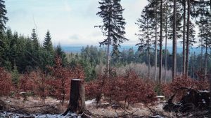 Scientists stunned as forests regenerate themselves after deforestation stops—no replanting needed