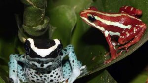 This 2-Inch Poison Dart Frog Carries Enough Toxin to Kill 10 Adults
