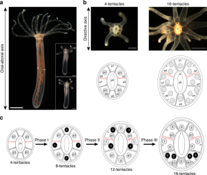 This Brainless Sea Creature May Have Built Your Body 600 Million Years Ago