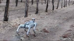 This Robot Dog Just Learned To Walk Through Apple Orchards And What It Found Will Change Farming